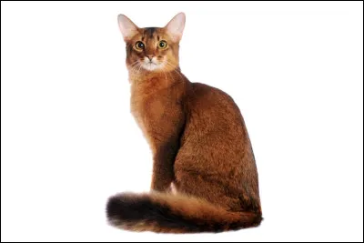 Quel était le nom de Plume Rousse ?