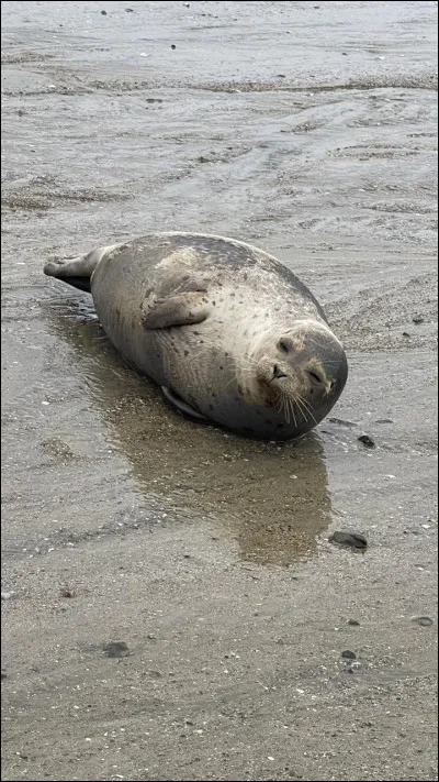 Quel est cet animal "un peu" flemmard ?