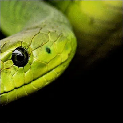 Quel est cette animal qui me fait frissonner ?