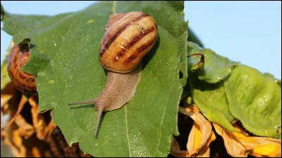 Quel est cet animal qui va à 0,000 000 1 km/h ?