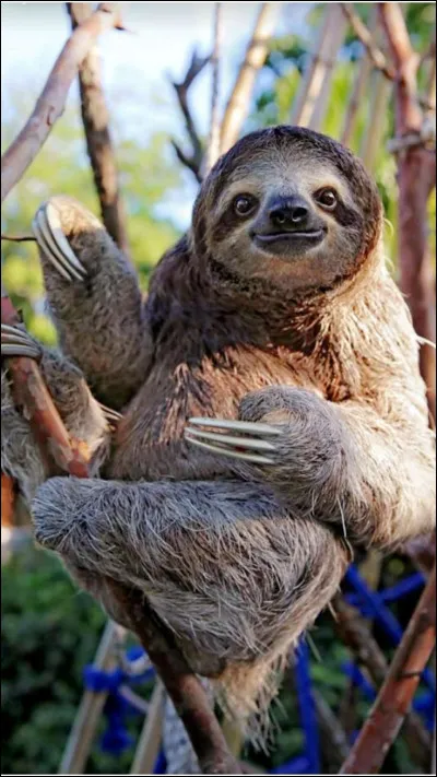 Quel est cet animal lui aussi très très lent ?