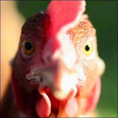 Quelle est cette petite créature ?