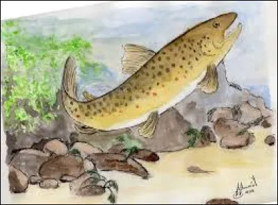 Quel poisson donne son nom à une oeuvre musicale de Franz Schubert ?