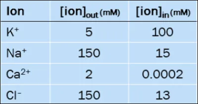 D'apr&egrave;s ce tableau des concentrations ioniques d'un neurone que se passe-t-il lors de l'arriv&eacute;e d'un PA au niveau du corpuscule terminal ?