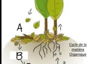 Quiz L1- Diversit du vivant : les champignons