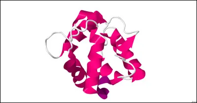 À propos de la parvalbumine.
Cochez les bonnes réponses.