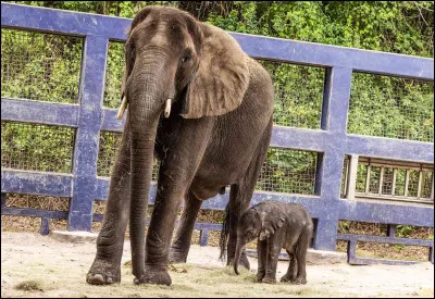 À quel type danimal la sarcelle est-elle associée ?