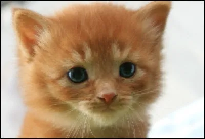 Quel est cet animal ?