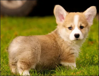 Quel est cet animal ?