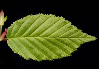Comment est le médecin d'André Stil, en 1980 ?