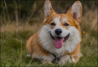 Je suis très autonome !
Quel animal suis-je ?