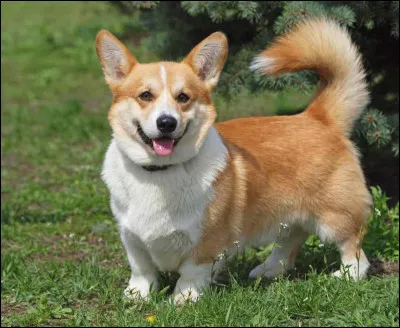 Jaime énormément jouer à la balle !
Quel animal suis-je ?