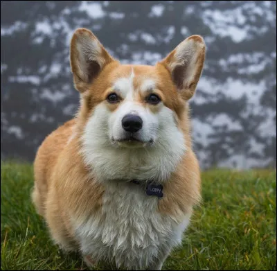Jaime énormément les oiseaux !
Quel animal suis-je ?