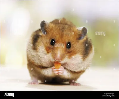 Vrai ou faux : Cet animal peut stocker de la nourriture dans ses bajoues ?