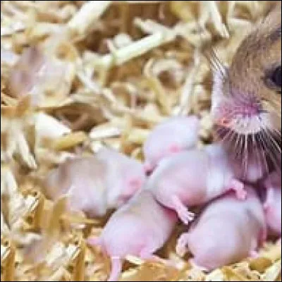 Vrai ou faux : Cet animal peut se reproduire à 4 semaines, et avoir des bébés ?