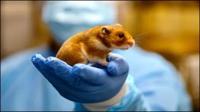 L'hamster doré fait à peu près...