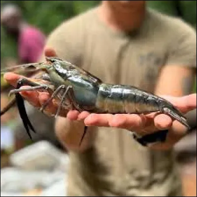 Et pour finir, on trouve ce crustacé d'eau douce en Guyane et aux Antilles, il porte un nom local !