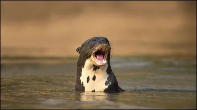 Identifie cet animal parmi les quatre propositions !