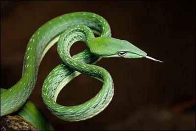 Trouve le nom de ce reptile !