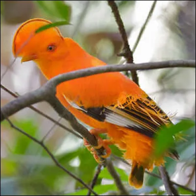 Il existe une petite population de cet oiseau en Guyane Française !