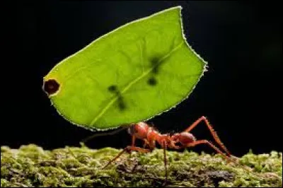 Cette fourmi pose un problème majeur dans l'agriculture des pays d'Amérique du Sud, il s'agit de ...