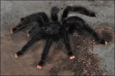Cette araignée est très courante enAmérique latine et aux Antilles, on l'appelle ... en Guyane !
