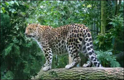 Et quel est celui d'une femelle ?