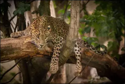 Ensuite, en 2012, combien d'individus sauvages ont été recensés ?