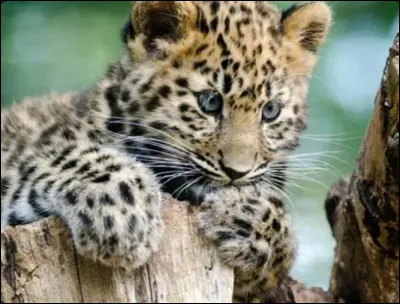 Qui est le premier explorateur ou la première exploratrice qui a étudié le léopard de l'Amour ?