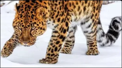 En 2015, une femelle recueillie par un centre de réhabilitation de la faune est atteinte d'une maladie, laquelle ?