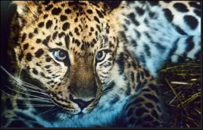 Depuis quand le léopard de l'Amour est-il classé "en danger critique d'extinction" ?