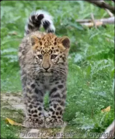 Quel est son nom scientifique ?