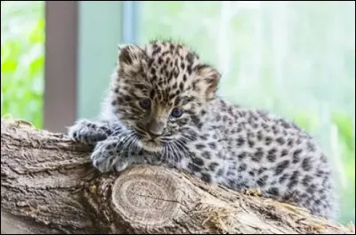 Dans la Kedrovaya Pad Nature Reserve, de quoi les léopards de l'Amour se nourissent-ils principalement ?