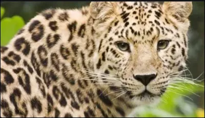 Quel est le poids moyen d'un mâle ?