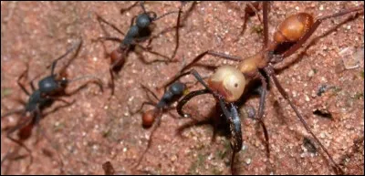 Elle est l'une des plus dangereuses parmi les fourmis.