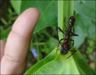 Quel est le nom de cette fourmis ?