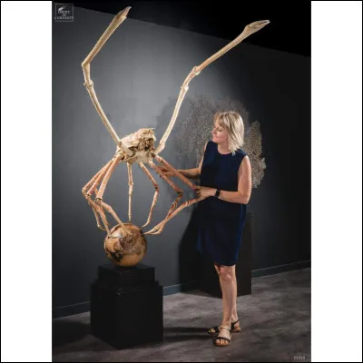 Quel est le nom de cet animal effrayant mais pas dangereux ?