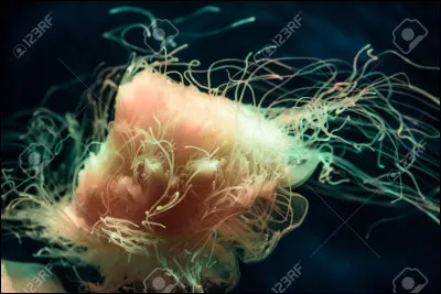 Complétez. La méduse...