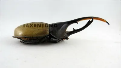 Complétez. Le Dynaste...