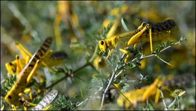 Le criquet pèlerin : quand il y va, il y va !
Combien y a-t-il d'individus ?