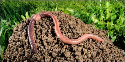 Quelle est sa taille maximum ?