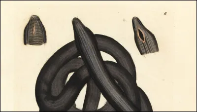 Quel est le plus grand annélide ?