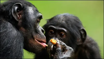 Les BOnoBOs sont capables de déceler l'ignorance des humains.