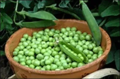 D&eacute;couverte par un Fran&ccedil;ais &Eacute;tienne Duchesne, en 1897, la p&eacute;nicilline a &eacute;t&eacute; red&eacute;couverte accidentellement le 3 septembre 1928 par le Britannique Alexander Fleming. De quelle nationalit&eacute; &eacute;tait-il ?