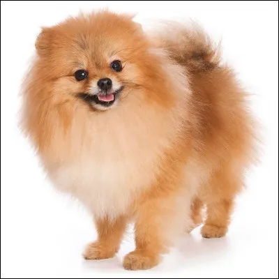 Quelle est cette race ?