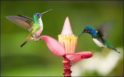 Langue étrangère - Comment dit-on le mot "oiseau" en anglais ?