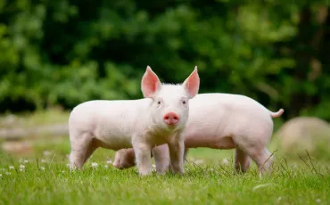Quiz Animaux