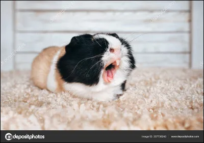 De quelle team es-tu ? (Suite)