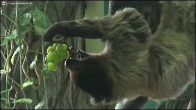 Quel plat préfères-tu ? (En tant quanimal)