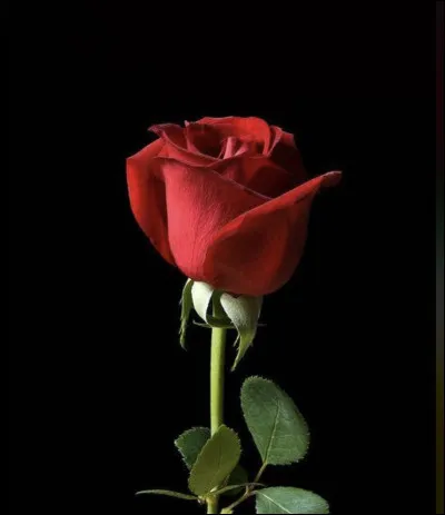 Quelle est ta couleur préférée ? (Suite)